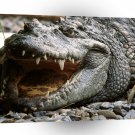 Crocodile White Teeth Vietnam A1 Xlarge Canvas
