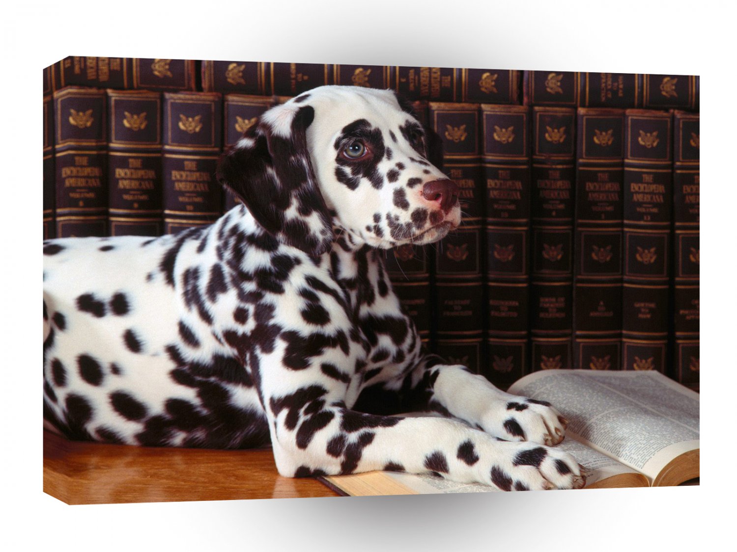 Dalmation Deep Thoughts A1 Xlarge Canvas