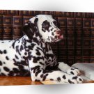 Dalmation Deep Thoughts A1 Xlarge Canvas
