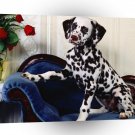 Dalmation I Am So Cute A1 Xlarge Canvas