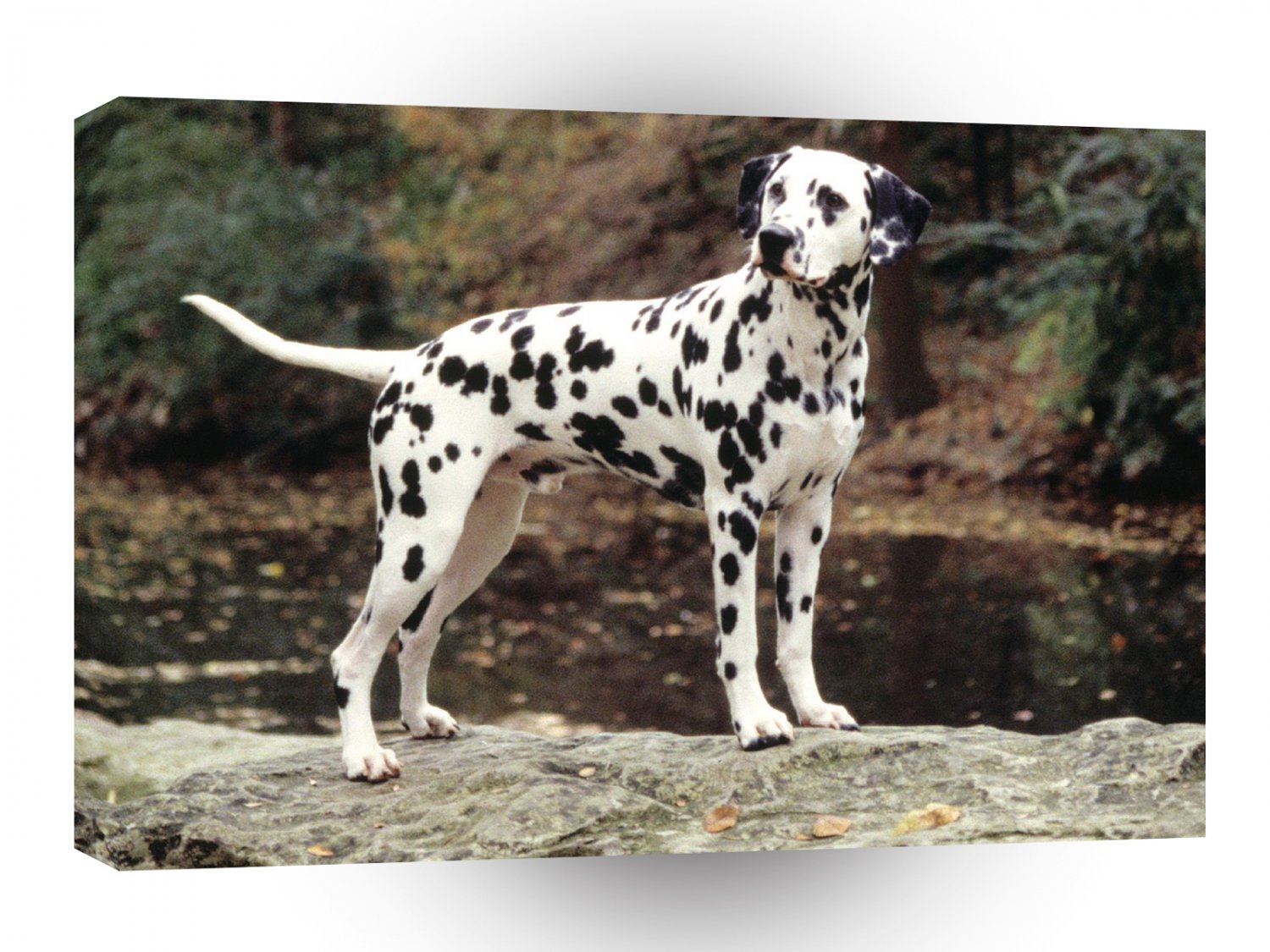 Dalmation Looking For Owner A1 Xlarge Canvas
