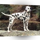 Dalmation Looking For Owner A1 Xlarge Canvas