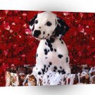 Dalmation Surprise A1 Xlarge Canvas