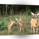 Deer A Kiss For Mommie Michigan A1 Xlarge Canvas