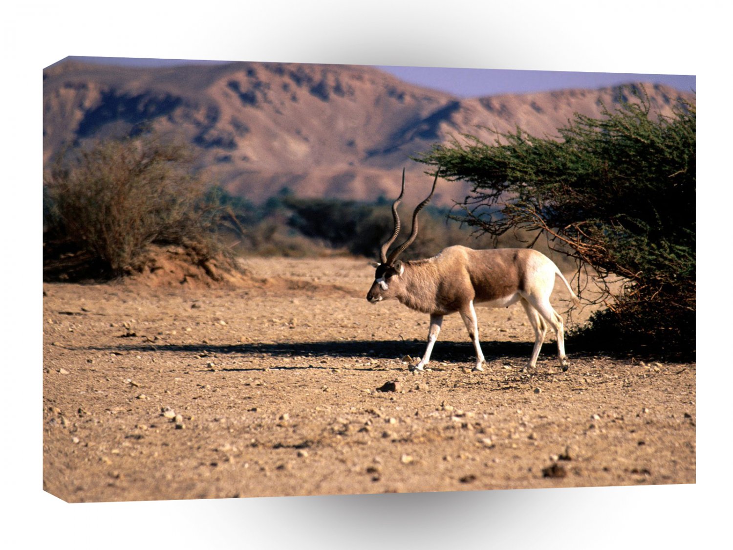 Deer Addax The Range A1 Xlarge Canvas