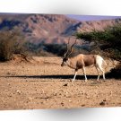 Deer Addax The Range A1 Xlarge Canvas