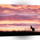 Deer Antelope Wyoming A1 Xlarge Canvas