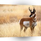 Deer Antelope Yellowstone Wyoming A1 Xlarge Canvas