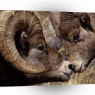 Deer Big Horn Ram And Ewe A1 Xlarge Canvas
