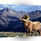 Deer Big Horn Ram Rocky Mountain A1 Xlarge Canvas