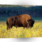 Deer Bison Grand Teton Wyoming A1 Xlarge Canvas