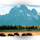Deer Bison Grazing Grand Teton Wyoming A1 Xlarge Canvas