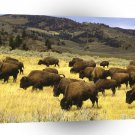 Deer Bison Yellowstone Wyoming A1 Xlarge Canvas