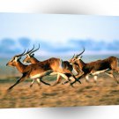 Deer Black Lechwes A1 Xlarge Canvas