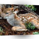 Deer Black Tailed Fawn Washington A1 Xlarge Canvas