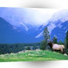 Deer Bull Elk Overlook A1 Xlarge Canvas