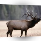 Deer Bull Elk Yellowstone Wyoming A1 Xlarge Canvas