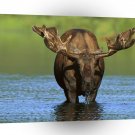 Deer Bull Moose Alaska A1 Xlarge Canvas