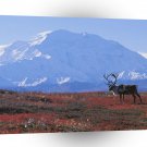 Deer Caribou Autumn Tundra Denali Alaska A1 Xlarge Canvas