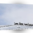 Deer Caribou Bulls Crossing Slope Alaska A1 Xlarge Canvas