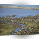Deer Caribou Herd Arctic Refuge Alaska A1 Xlarge Canvas