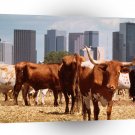 Deer City Slickers Dallas Texas A1 Xlarge Canvas