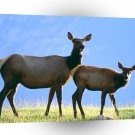 Deer Cow Elk With Calf A1 Xlarge Canvas