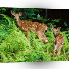 Deer Curious Fawns A1 Xlarge Canvas