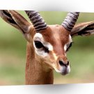 Deer Gerenuk Central Ethiopia A1 Xlarge Canvas