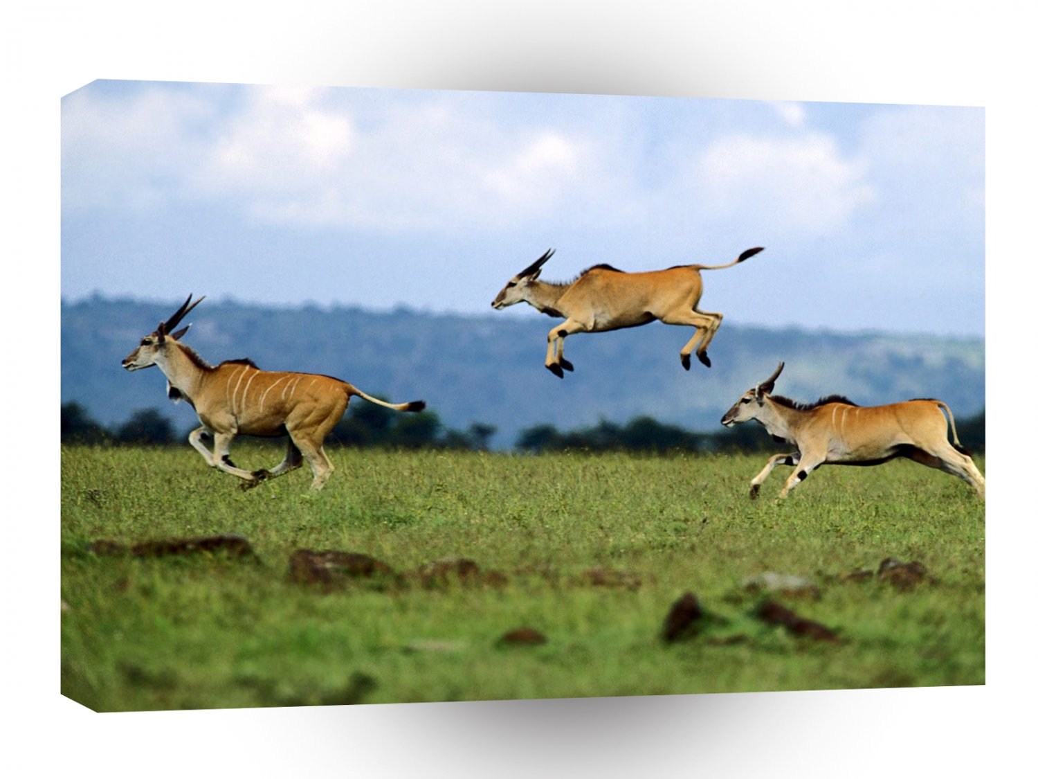 Deer Jumping Cape Eland Kenya Africa A1 Xlarge Canvas