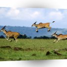 Deer Jumping Cape Eland Kenya Africa A1 Xlarge Canvas