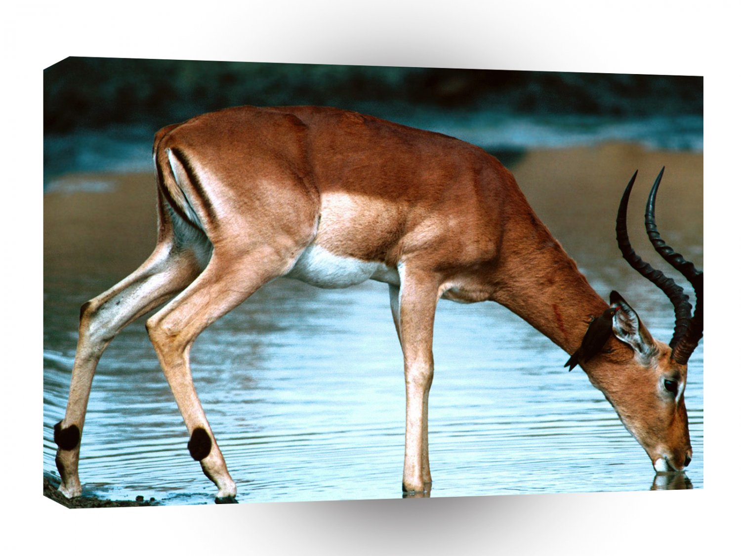 Deer Just A Sip Impala A1 Xlarge Canvas