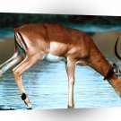 Deer Just A Sip Impala A1 Xlarge Canvas