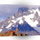 Deer Lama Torres Del Paine Chile A1 Xlarge Canvas