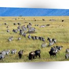 Deer Migration Of Zebras And Kenya A1 Xlarge Canvas