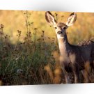 Deer Mule Wyoming A1 Xlarge Canvas