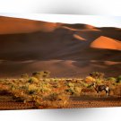 Deer Oryx Namibia Africa A1 Xlarge Canvas