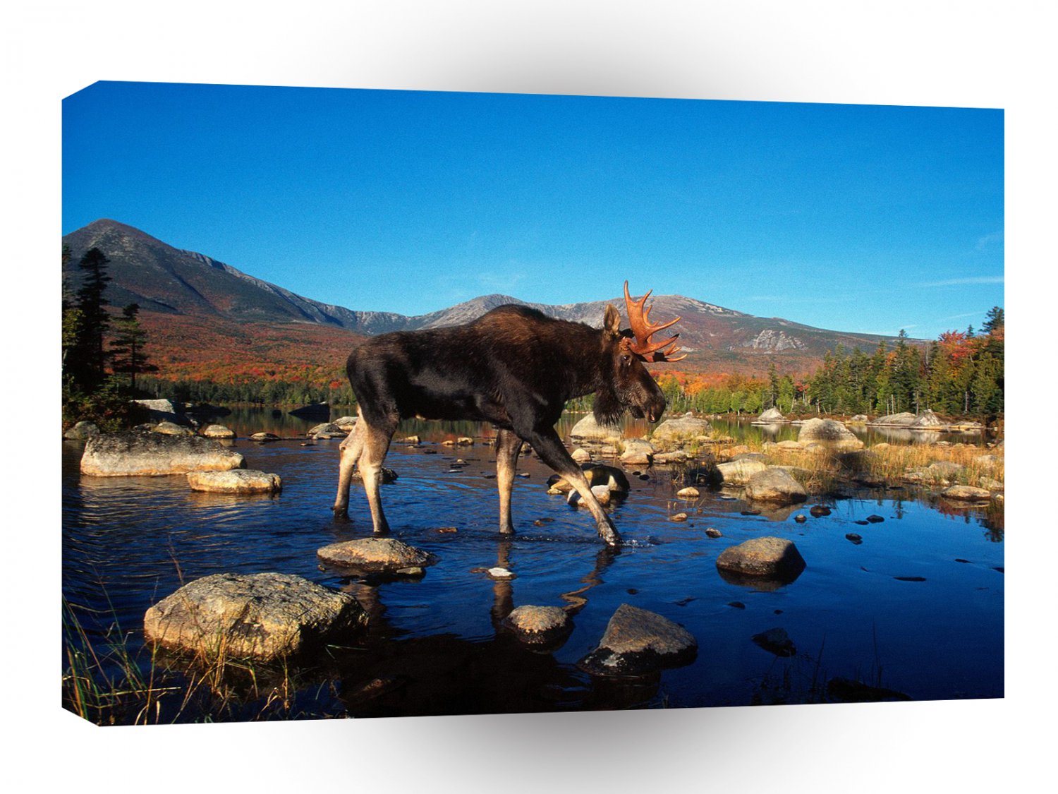 Deer Perfect Stride Moose A1 Xlarge Canvas