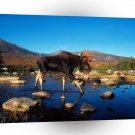 Deer Perfect Stride Moose A1 Xlarge Canvas