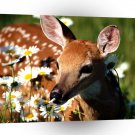 Deer Petal Pusher White Tailed A1 Xlarge Canvas