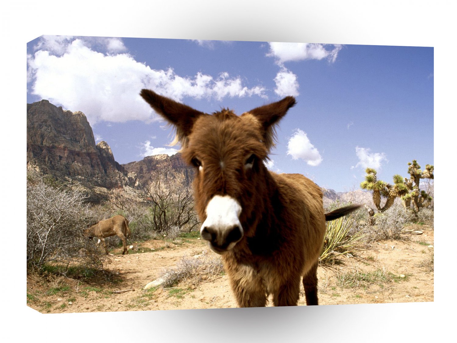 Deer Red Rocks Nevada A1 Xlarge Canvas