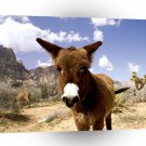 Deer Red Rocks Nevada A1 Xlarge Canvas
