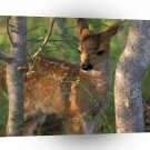 Deer Sitka Black Tail Fawn A1 Xlarge Canvas