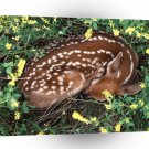 Deer Sleeping Whitetail Fawn A1 Xlarge Canvas