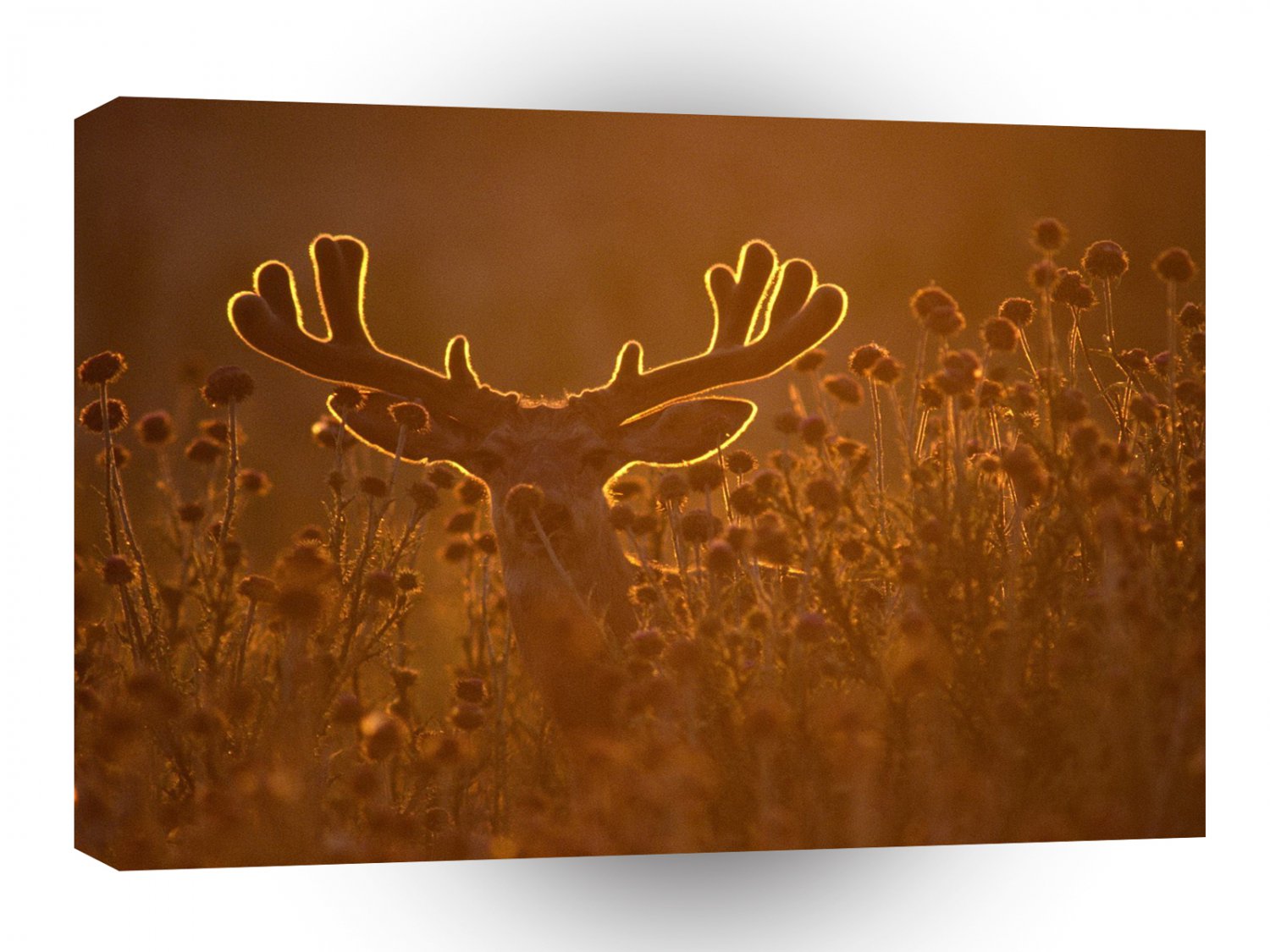 Deer Sunset Glow A1 Xlarge Canvas