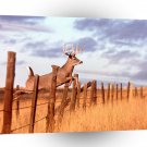 Deer White Tailed A1 Xlarge Canvas