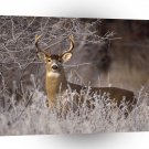 Deer White Tailed Buck In Frost Michigan A1 Xlarge Canvas