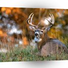 Deer White Tailed In Autumn A1 Xlarge Canvas