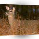 Deer White Tailed Michigan A1 Xlarge Canvas