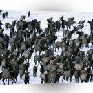 Deer Winter Elk Herd Grand Teton A1 Xlarge Canvas